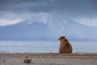 Медведь на берегу Курильского озера на фоне вулкана Ильинского