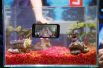 На стенде компании Motorola характеристики новинки Moto G демонстрировали путём погружения мобильного телефона в аквариум.