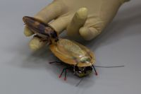 Калининградские ученые создали миниатюрного робота, который, по задумке, должен быть очень похож на обычное насекомое внешним видом, размером и поведением. 