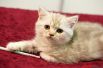 Главным торжеством для пушистых является Всемирный день кошек, отмечаемый 8 августа.