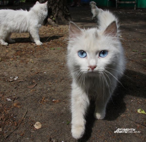 Обычно глаза кошек жёлтые или зелёные, но бывают и исключения.