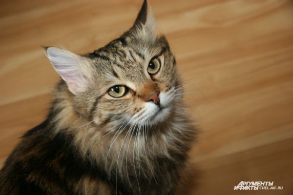 Пушистые сибирские кошки считаются отличными 