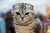Центральными событиями становятся международные выставки кошек на территории Пермской ярмарки.