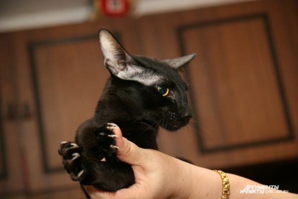 В России чёрных кошек связывают с несчастьем, а по мнению англичан коты именно такой масти приносят удачу и способны лечить глазные болезни.