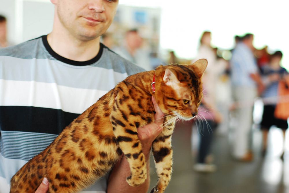 Бенгальская кошка.Она не агрессивна, любит общение, ей не нравится надолго оставаться одной
