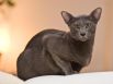 Сингапурская кошка.Взрослая кошка в среднем весит до 2 килограммов, кот — от 2,5 до 3 килограммов