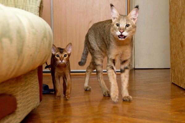Чаузи. Одна из самых редких в мире домашних пород кошек