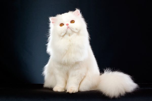 Персидская кошка. Это одна из красивейших кошек в мире