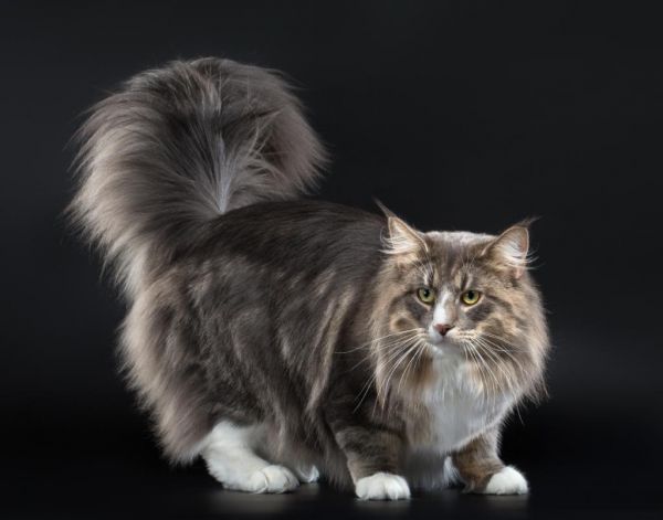 Норвежская лесная кошка. Есть и предположение, что норвежская лесная является ангорской мутацией дикой кошки, которая была завезена из Шотландии викингами