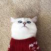 Кот породы британская короткошерстная