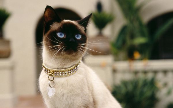 Сингапурская кошка.Она ведет свое происхождение от уличных, бездомных кошек из Юго-Восточной Азии, а точнее — из города-государства Сингапур
