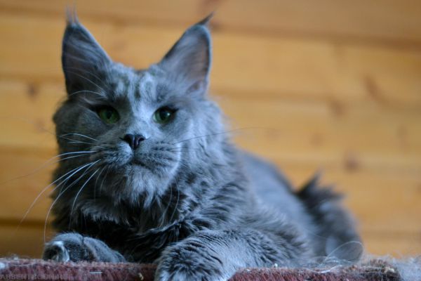 Мейн-кун. Вес взрослой кошки может достигать 15 килограммов, а длина тела - 1,3 метра
