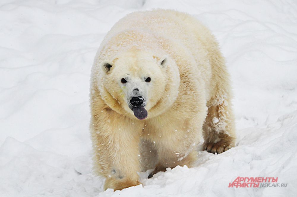 Из берлоги Герда стала выходить в феврале, когда потеплело. Фотографы окружили вольер и по несколько дней дежурили, ждали когда выйдет медвежонок.
