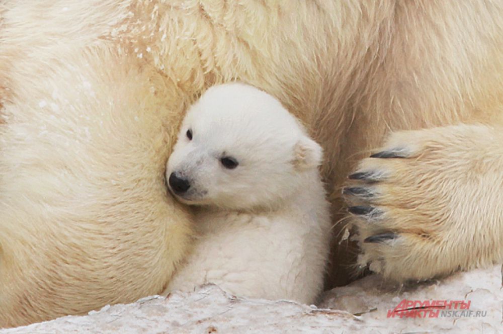 Герда помогает малышу и не отпускает. Самец или самка родился у белых медведей пока неизвестно.