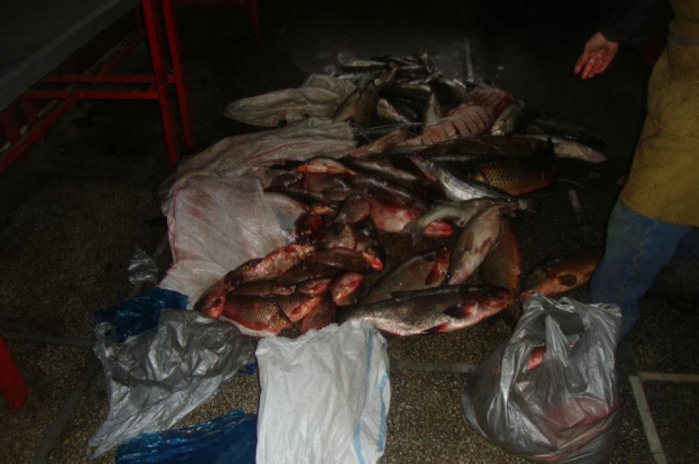 Операция «Путина» направлена на масштабную борьбу с браконьерством и пресечение незаконного оборота рыбной продукции.