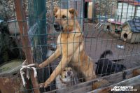 Родители покусанной псом трехлетней калининградки получат 200 тысяч рублей в качестве компенсации от хозяйки собаки.