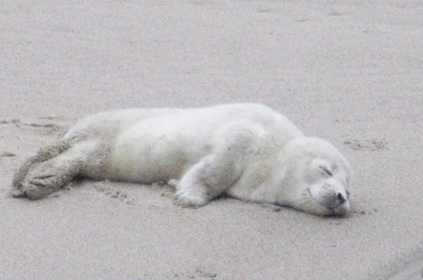 С февраля 2009 года в России введён полный (временный) запрет охоты на детенышей тюленя всех возрастных групп (бельков, хохлуш и серок).