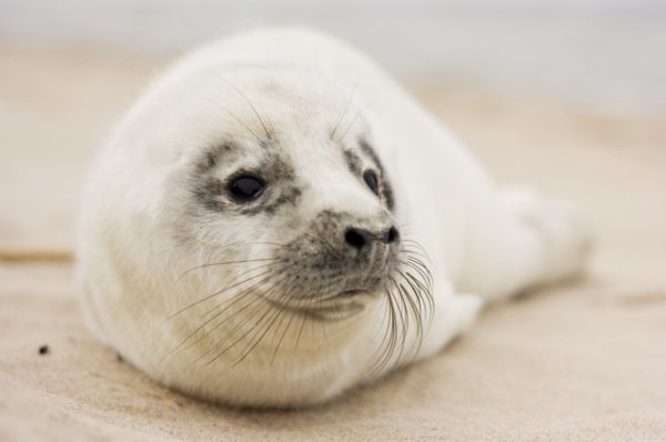 С 20 августа 2010 Евросоюз ввел запрет на торговлю всеми видами продукции из тюленя.  IFAW ожидает, что это положит конец промыслу тюленей в Канаде.