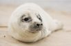 С 20 августа 2010 Евросоюз ввел запрет на торговлю всеми видами продукции из тюленя.  IFAW ожидает, что это положит конец промыслу тюленей в Канаде.