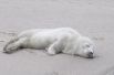С февраля 2009 года в России введён полный (временный) запрет охоты на детенышей тюленя всех возрастных групп (бельков, хохлуш и серок).