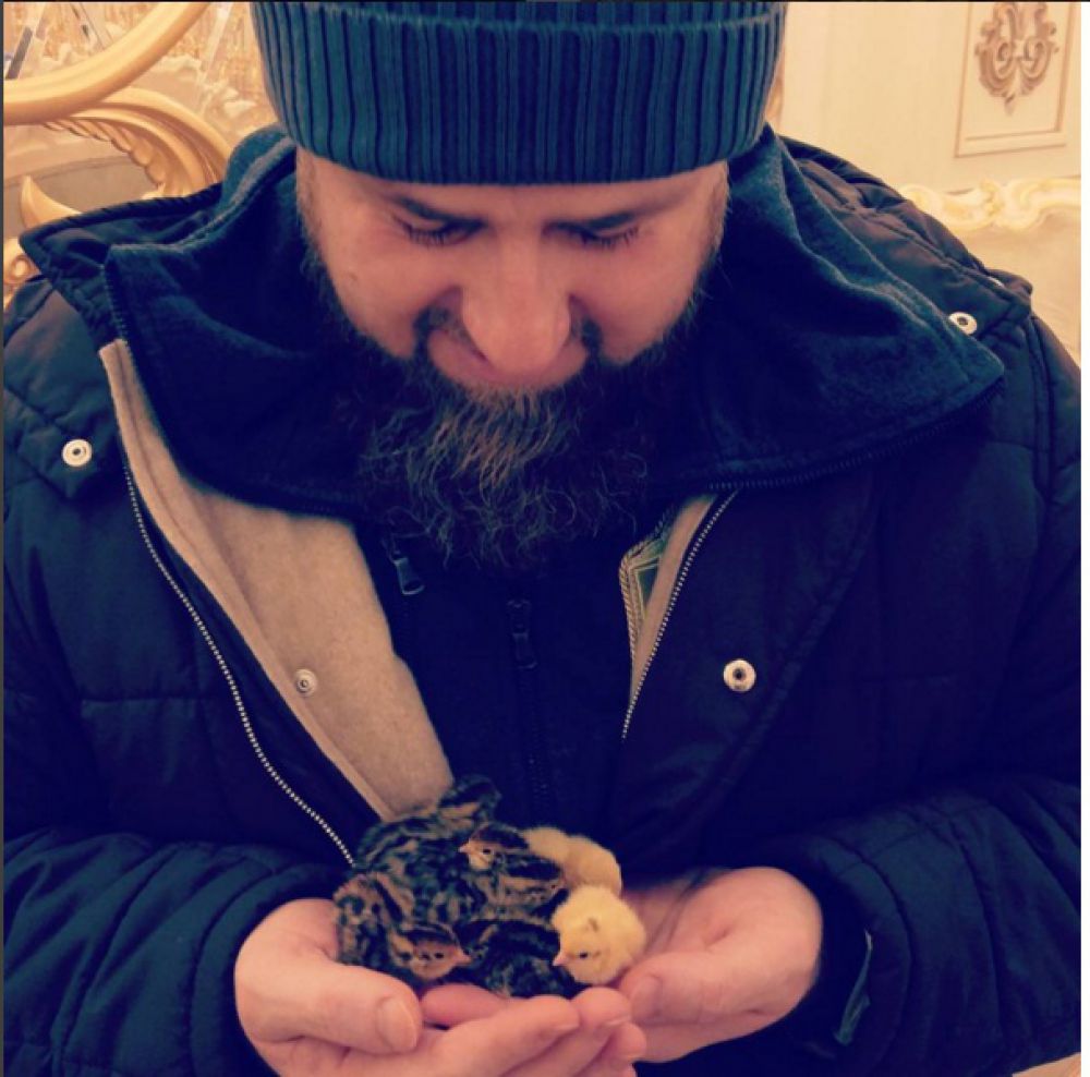 На странице главы Чечни есть и фото, где он на руках держит несколько цыплят. Снимок собрал более 43 тысяч лайков.