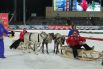 В честь этой победы норвежскую сборную прокатили на оленях по стадиону.