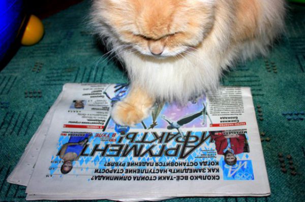 Первое место - кот Юлии Богомоловой за чтением олимпийского выпуска АиФ.