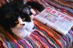 На седьмом месте - очаровательное фото с котом, изучающим экономическую обстановку в Туле, от Евгении Дмитриевой.