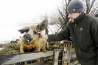 Роются своими пятачками питомцы Константина Самылкина и в Воронежском чернозёме, и в ягеле Лабытнанги в Ямало-Ненецком округе.