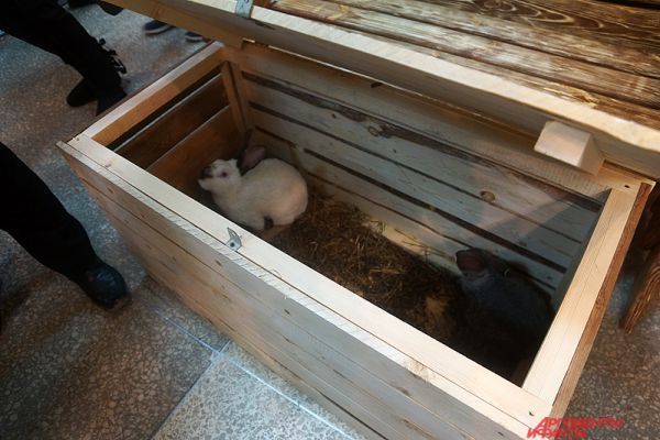 Живых кроликов отдают по 300 рублей за каждого.