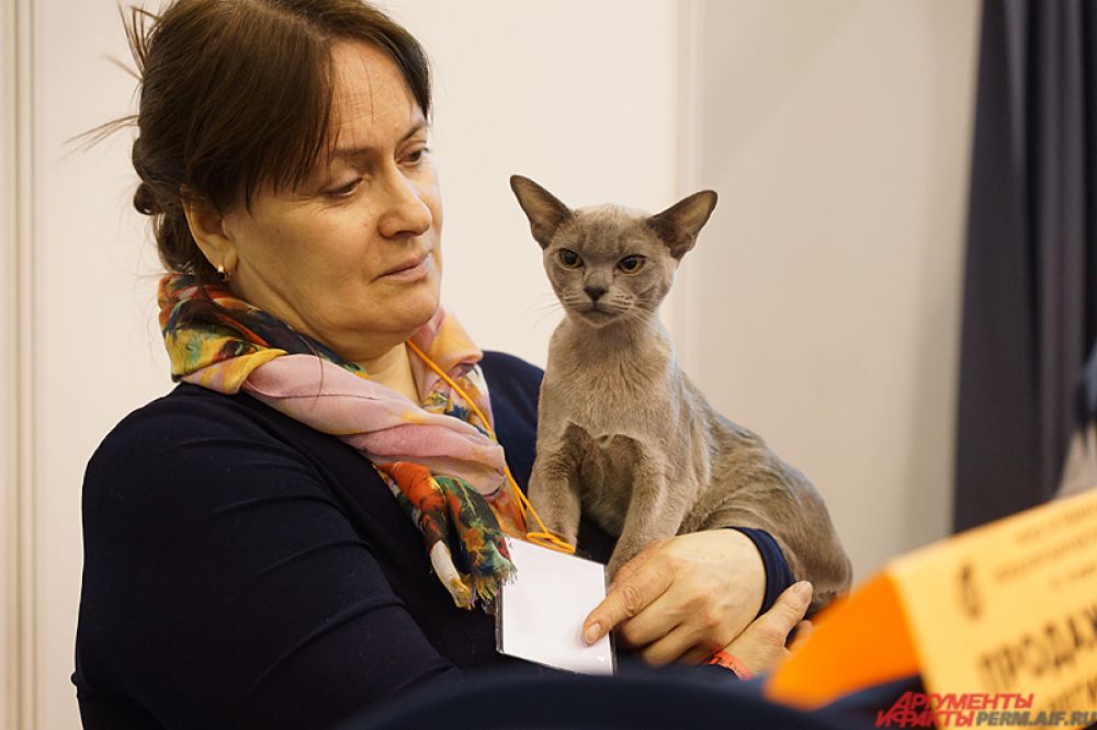 Кошка пермь. Выставка кошек Пермь Пермская ярмарка. Выставка кошек в Перми 2021.