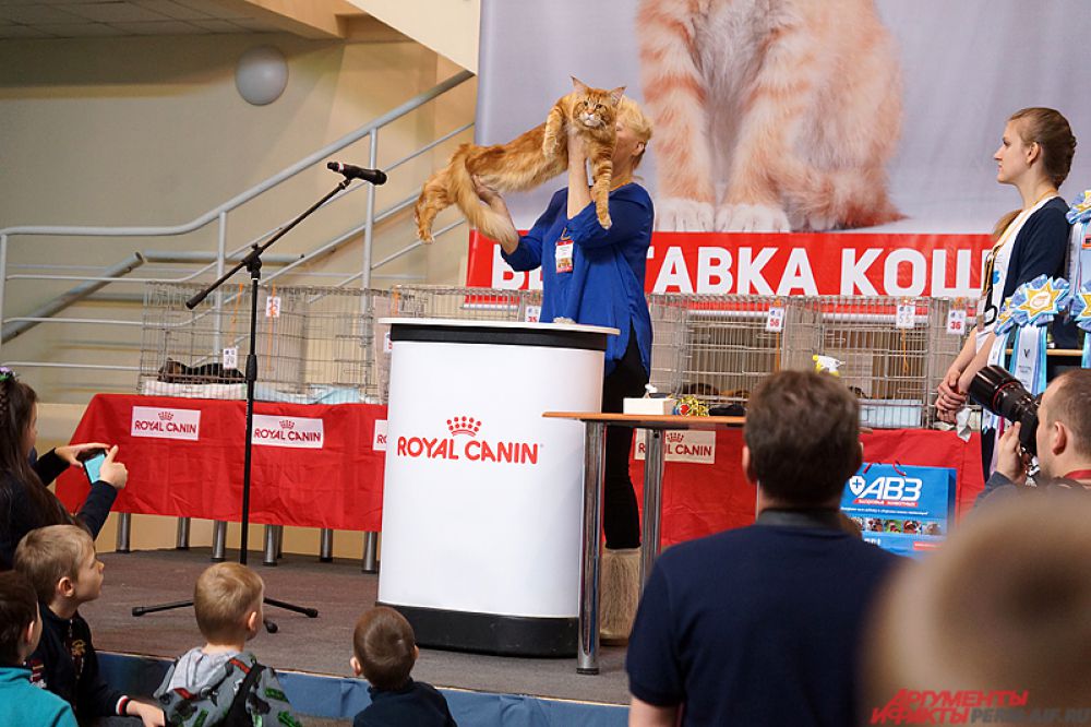 Отдельная часть выставки посвящена WCF-рингам.