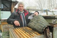 Камчатская природа заставляет местных пчёл активно работать.