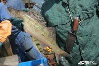 На водоемах Калининградской области запрещена рыбалка из-за нереста.