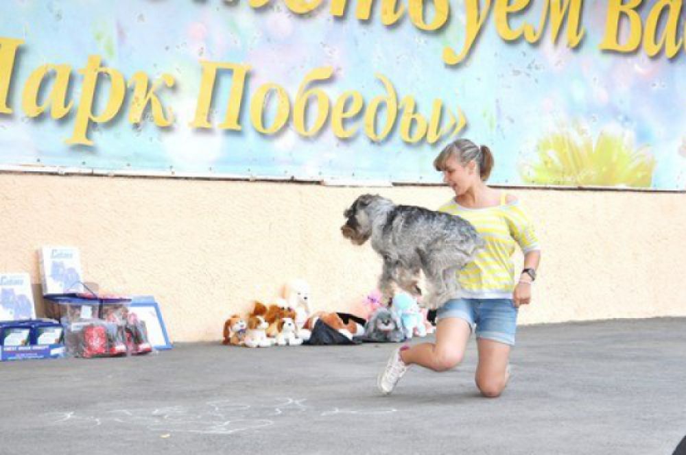 Выставка собак «Сапфир Дона». Показательные выступления с миттельшнауцером по имени Акарэль Авиаль (или просто Вита).