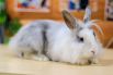 Максимальная официально зарегистрированная длина кроличих ушей - 80 см.