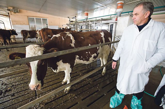В Ивановской области налаживают производство говядины.