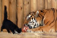 Тигр Линарс и котёнок подружились в Ростовском зоопарке.