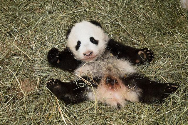 У парка панд в Китае появится свой сувенир