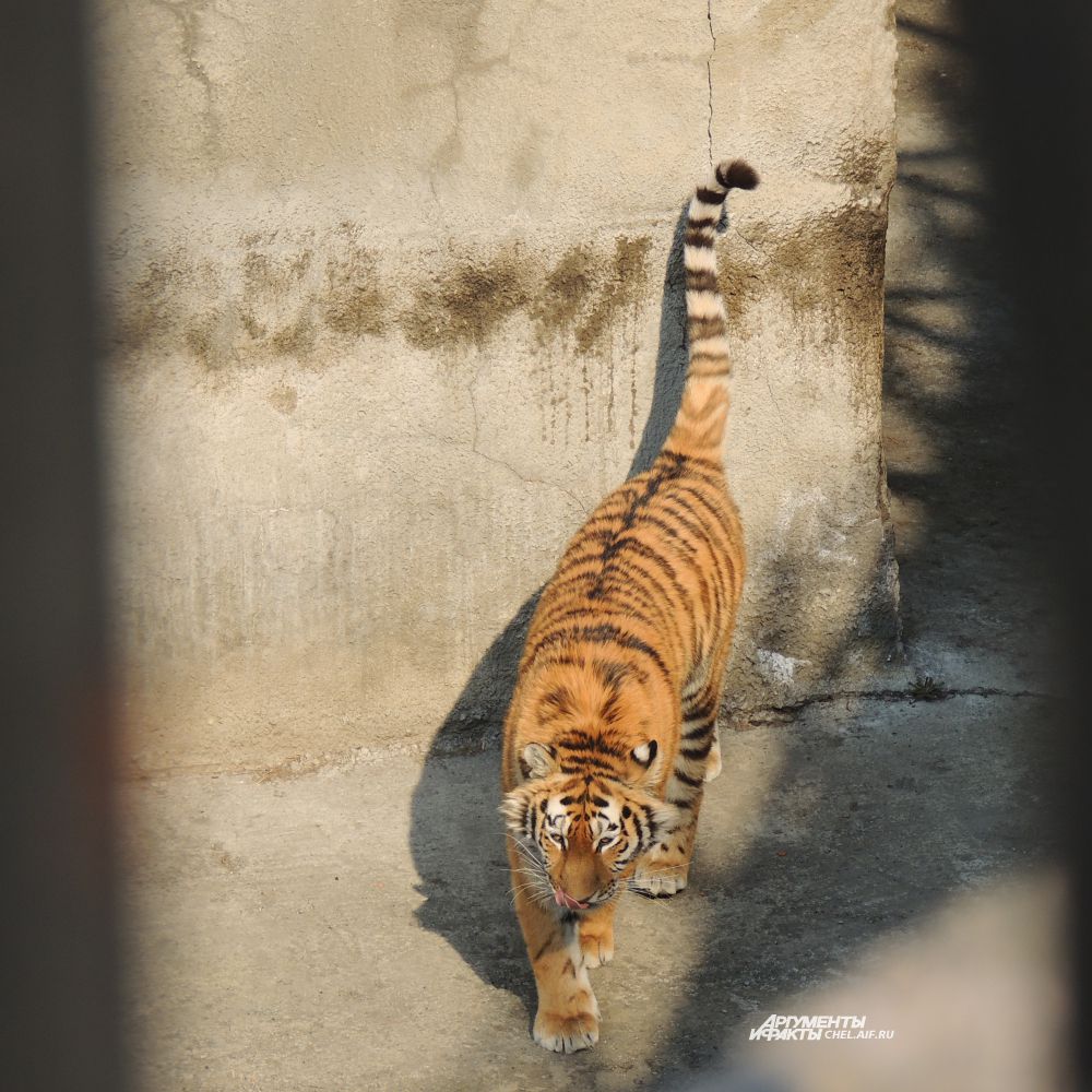 Тигр прекрасен, величествен и грациозен.
