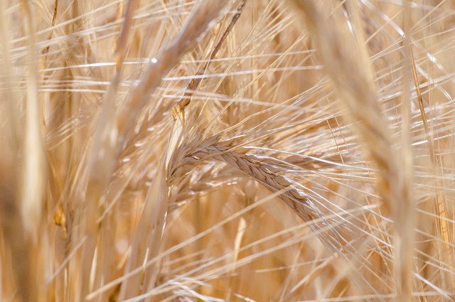 Сейчас отечественные производители выигрывают конкуренцию лишь по озимой пшенице.
