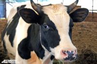 Потребители не застрахованы от отравлений и заболеваний от мяса домашнего скота.