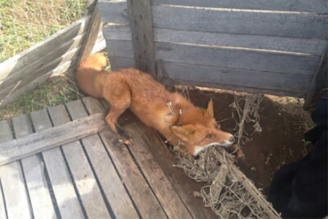 Затаивание лисицы в укромном месте перед нападением. Бешеная лиса в деревне. Лиса у сарая.