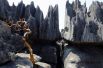Цинжи-дю-Бемараха или «Каменный лес»— заповедник на Мадагаскаре, созданный в 1927 году на западном побережье острова для охраны уникальных карстовых ландшафтов и различных видов лемуров.
