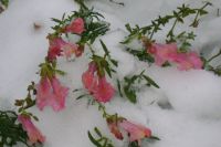Когда цветы оказываются под снегом - нередкое явление.