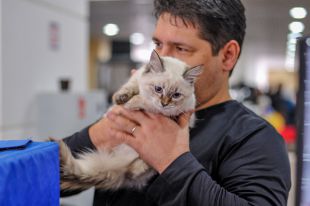 кошка