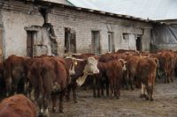 Ценные породы коров содержаться в скотных дворах, построенных в середине прошлого столетия.