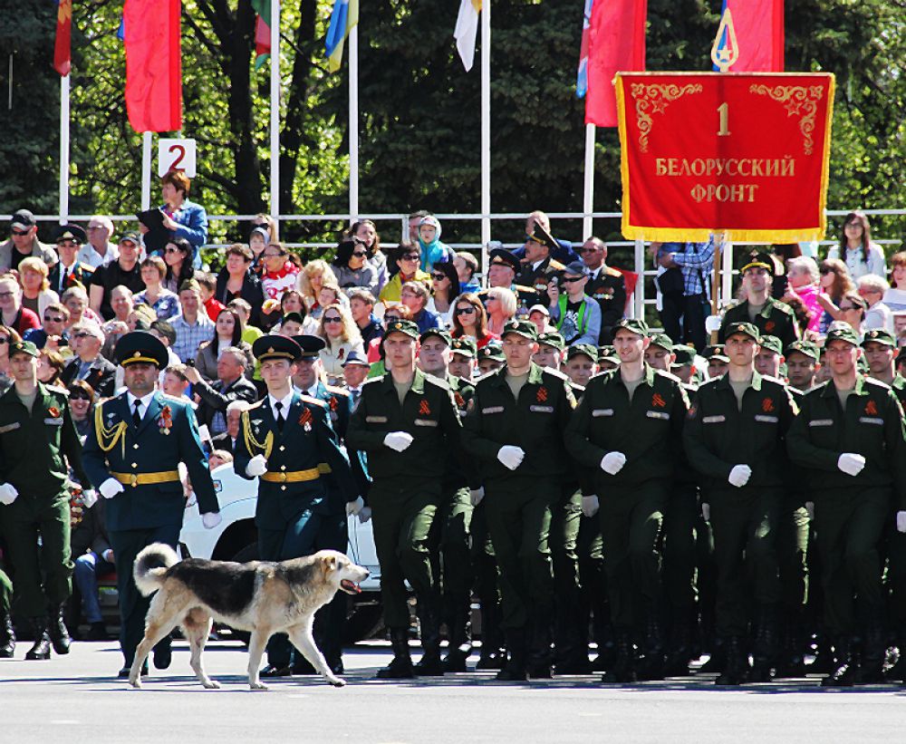 Пёс 1-го Белорусского фронта.