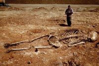 Археологи и местные жители регулярно находят останки больших людей.