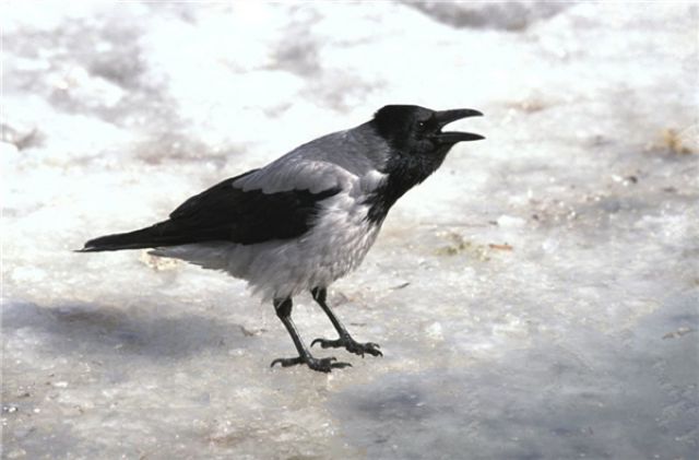   Corvus corone -  